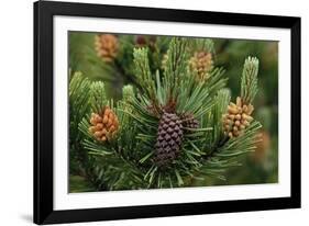 Lodgepole Pine Branch with Cones-Darrell Gulin-Framed Photographic Print