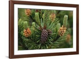 Lodgepole Pine Branch with Cones-Darrell Gulin-Framed Photographic Print