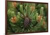 Lodgepole Pine Branch with Cones-Darrell Gulin-Framed Photographic Print