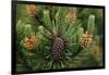 Lodgepole Pine Branch with Cones-Darrell Gulin-Framed Photographic Print