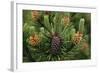 Lodgepole Pine Branch with Cones-Darrell Gulin-Framed Photographic Print
