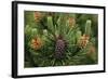 Lodgepole Pine Branch with Cones-Darrell Gulin-Framed Photographic Print