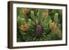 Lodgepole Pine Branch with Cones-Darrell Gulin-Framed Photographic Print