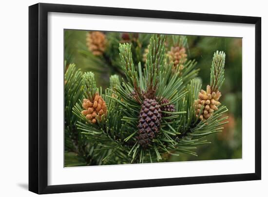 Lodgepole Pine Branch with Cones-Darrell Gulin-Framed Photographic Print