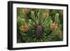 Lodgepole Pine Branch with Cones-Darrell Gulin-Framed Photographic Print