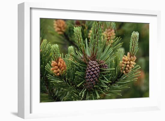 Lodgepole Pine Branch with Cones-Darrell Gulin-Framed Photographic Print