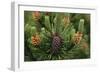 Lodgepole Pine Branch with Cones-Darrell Gulin-Framed Photographic Print