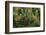 Lodgepole Pine Branch with Cones-Darrell Gulin-Framed Photographic Print