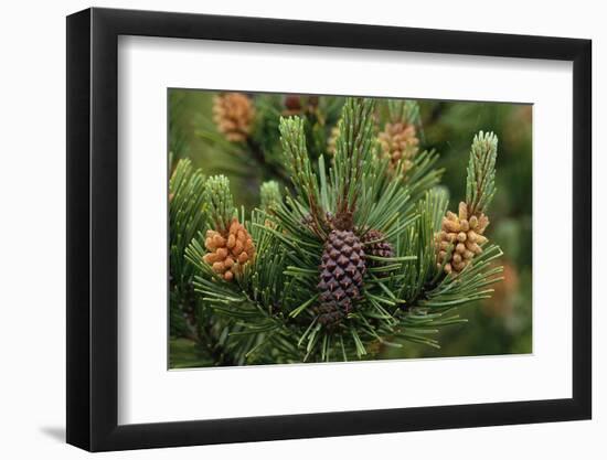 Lodgepole Pine Branch with Cones-Darrell Gulin-Framed Photographic Print