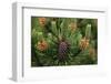 Lodgepole Pine Branch with Cones-Darrell Gulin-Framed Photographic Print