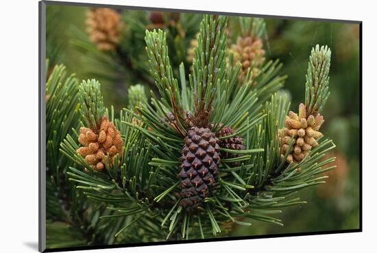 Lodgepole Pine Branch with Cones-Darrell Gulin-Mounted Photographic Print