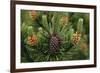 Lodgepole Pine Branch with Cones-Darrell Gulin-Framed Photographic Print