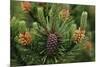 Lodgepole Pine Branch with Cones-Darrell Gulin-Mounted Photographic Print