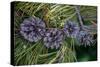 Lodgepole pine cones and needles, Lakeshore Trail, Colter Bay, Grand Tetons National Park, Wyoming-Roddy Scheer-Stretched Canvas