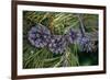 Lodgepole pine cones and needles, Lakeshore Trail, Colter Bay, Grand Tetons National Park, Wyoming-Roddy Scheer-Framed Photographic Print