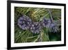 Lodgepole pine cones and needles, Lakeshore Trail, Colter Bay, Grand Tetons National Park, Wyoming-Roddy Scheer-Framed Photographic Print