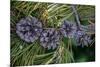 Lodgepole pine cones and needles, Lakeshore Trail, Colter Bay, Grand Tetons National Park, Wyoming-Roddy Scheer-Mounted Photographic Print