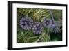 Lodgepole pine cones and needles, Lakeshore Trail, Colter Bay, Grand Tetons National Park, Wyoming-Roddy Scheer-Framed Photographic Print