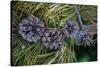 Lodgepole pine cones and needles, Lakeshore Trail, Colter Bay, Grand Tetons National Park, Wyoming-Roddy Scheer-Stretched Canvas