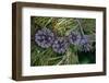 Lodgepole pine cones and needles, Lakeshore Trail, Colter Bay, Grand Tetons National Park, Wyoming-Roddy Scheer-Framed Photographic Print