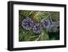 Lodgepole pine cones and needles, Lakeshore Trail, Colter Bay, Grand Tetons National Park, Wyoming-Roddy Scheer-Framed Photographic Print