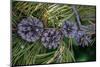 Lodgepole pine cones and needles, Lakeshore Trail, Colter Bay, Grand Tetons National Park, Wyoming-Roddy Scheer-Mounted Photographic Print