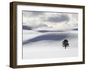 Lodgepole Pine in Snow-George Lepp-Framed Premium Photographic Print