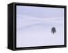 Lodgepole Pine in Snow-George Lepp-Framed Stretched Canvas