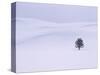 Lodgepole Pine in Snow-George Lepp-Stretched Canvas