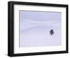 Lodgepole Pine in Snow-George Lepp-Framed Photographic Print