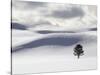 Lodgepole Pine in Snow-George Lepp-Stretched Canvas