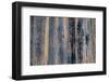 Lodgepole pine, Lakeshore Trail, Colter Bay, Grand Tetons National Park, Wyoming, USA-Roddy Scheer-Framed Photographic Print