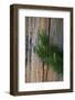 Lodgepole pine, Lakeshore Trail, Colter Bay, Grand Tetons National Park, Wyoming, USA-Roddy Scheer-Framed Photographic Print