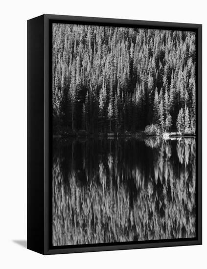 Lodgepole Pines Along Bear Lake, Rocky Mountains National Park, Colorado, USA-Adam Jones-Framed Stretched Canvas