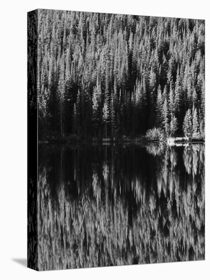 Lodgepole Pines Along Bear Lake, Rocky Mountains National Park, Colorado, USA-Adam Jones-Stretched Canvas