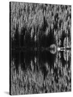 Lodgepole Pines Along Bear Lake, Rocky Mountains National Park, Colorado, USA-Adam Jones-Stretched Canvas