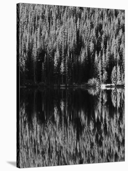 Lodgepole Pines Along Bear Lake, Rocky Mountains National Park, Colorado, USA-Adam Jones-Stretched Canvas