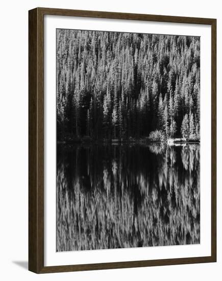 Lodgepole Pines Along Bear Lake, Rocky Mountains National Park, Colorado, USA-Adam Jones-Framed Premium Photographic Print