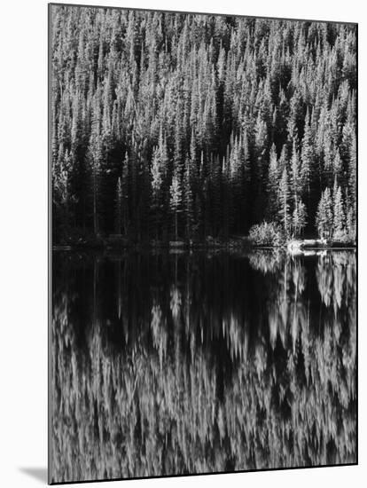 Lodgepole Pines Along Bear Lake, Rocky Mountains National Park, Colorado, USA-Adam Jones-Mounted Premium Photographic Print