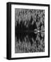 Lodgepole Pines Along Bear Lake, Rocky Mountains National Park, Colorado, USA-Adam Jones-Framed Photographic Print