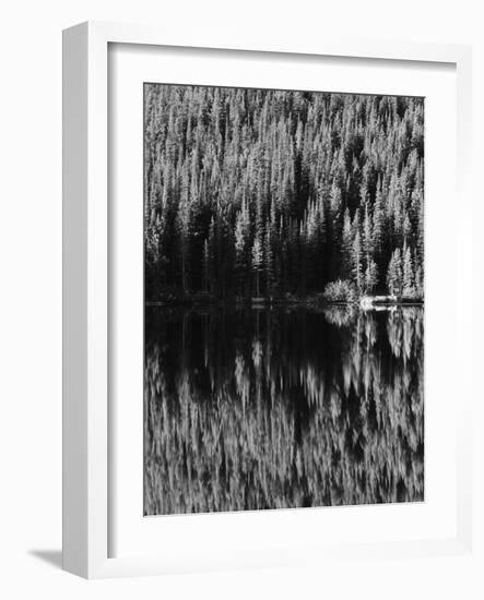 Lodgepole Pines Along Bear Lake, Rocky Mountains National Park, Colorado, USA-Adam Jones-Framed Photographic Print