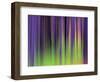 Lodgepoles-Ursula Abresch-Framed Photographic Print