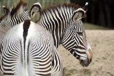 Zebra-loflo-Mounted Photographic Print