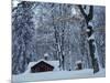 Log Cabin in Snowy Woods, Chippewa County, Michigan, USA-Claudia Adams-Mounted Photographic Print