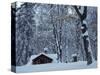 Log Cabin in Snowy Woods, Chippewa County, Michigan, USA-Claudia Adams-Stretched Canvas