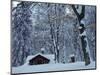 Log Cabin in Snowy Woods, Chippewa County, Michigan, USA-Claudia Adams-Mounted Photographic Print