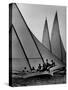 Log Canoe Sailboats Racing on the Chesapeake Bay-null-Stretched Canvas