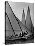 Log Canoe Sailboats Racing on the Chesapeake Bay-null-Stretched Canvas