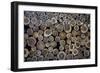 Log Ends-Charles Bowman-Framed Photographic Print