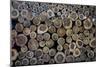 Log Ends-Charles Bowman-Mounted Photographic Print